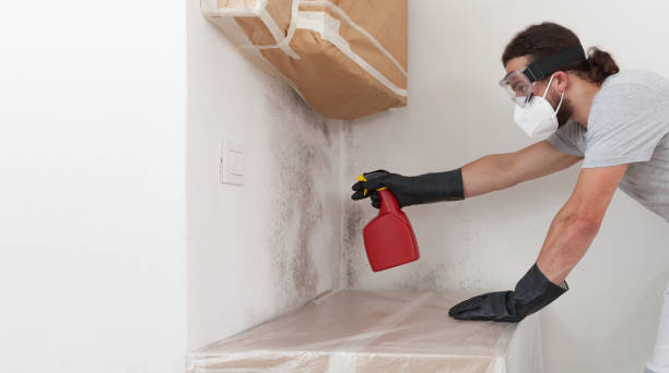 Professional Basement Mold Removal technician working in Dumont, NJ