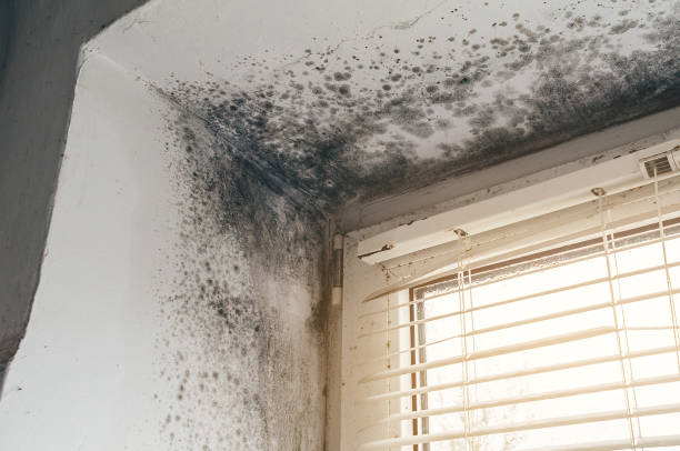 Affordable Basement Mold Removal solutions in Dumont, NJ